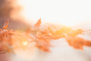Autumn leaves in the forest in backlight, close-up Autumn leaves in the forest in backlight, close-up